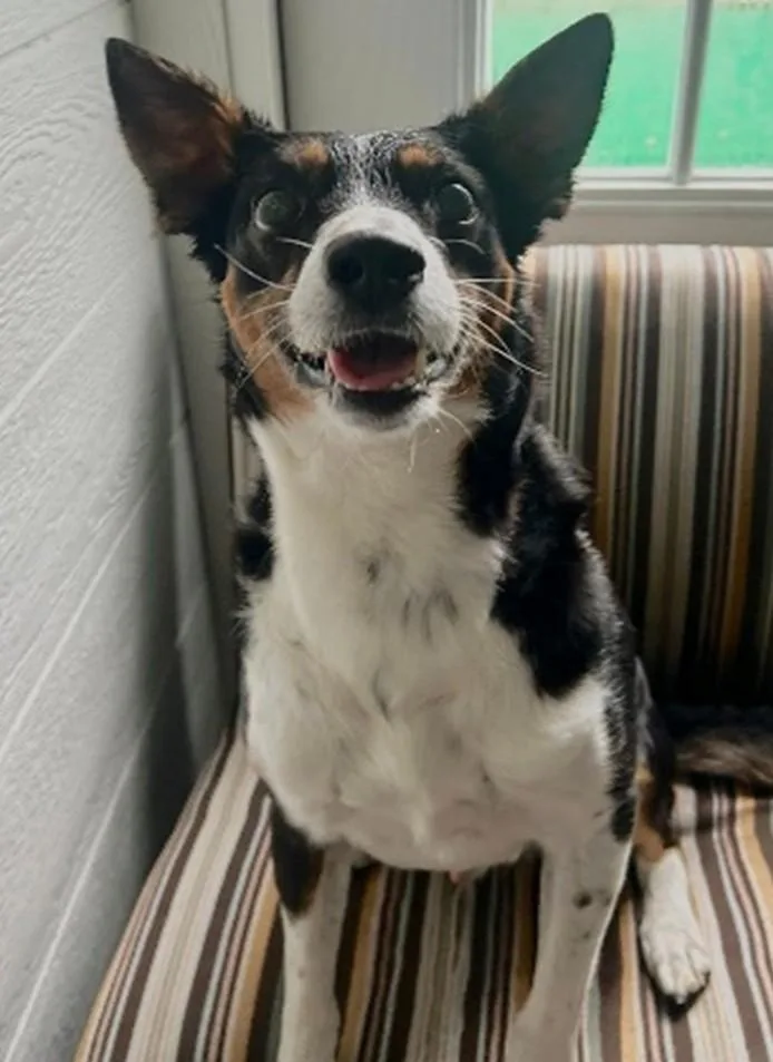 An adult medium-sized male Bicolor Rat Terrier dog named Bear for adoption in Benton Harbor, MI
