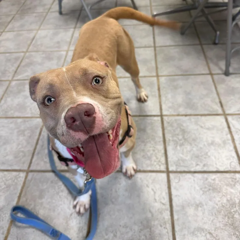 An adult medium-sized female Yellow / Tan / Blond / Fawn Pit Bull Terrier dog named Cleo for adoption in Falls Church, VA