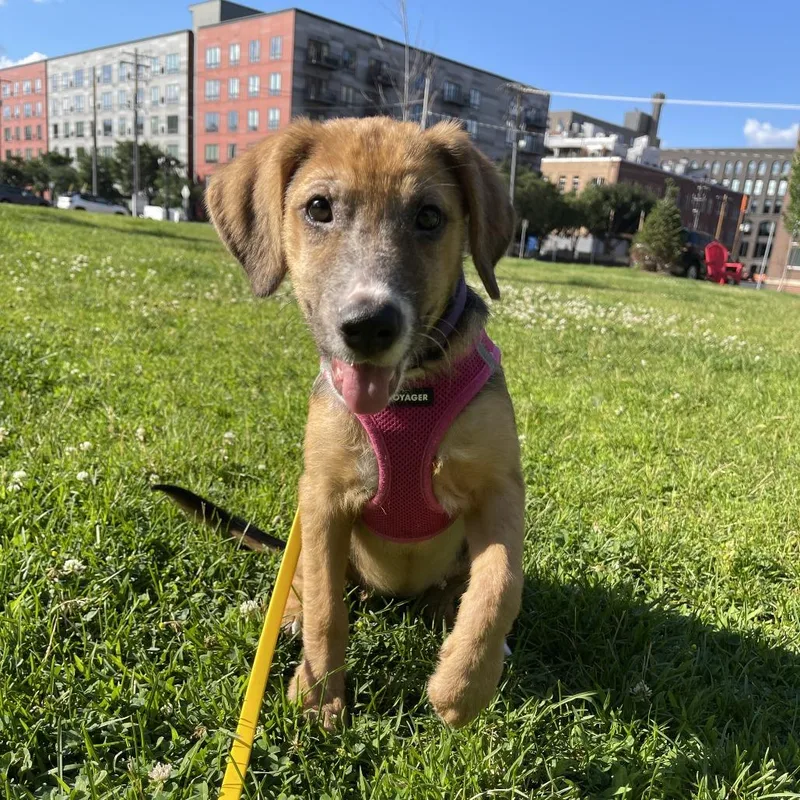 A baby medium-sized female Black Australian Shepherd dog named Penny Pincher D for adoption in Minnetonka, MN