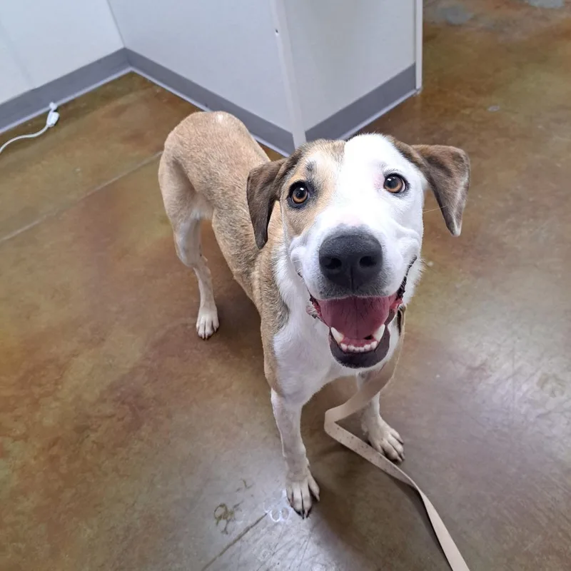 An adult medium-sized female Yellow / Tan / Blond / Fawn Hound dog named Lilah for adoption in Albuquerque, NM