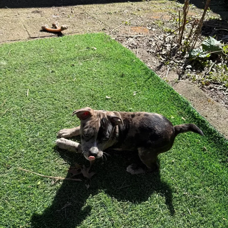 Truffles thumbnail 2