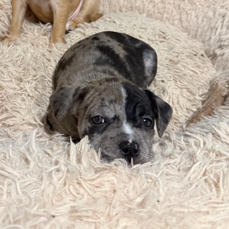 Truffles thumbnail 3