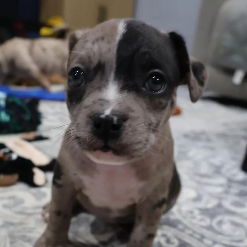 Truffles thumbnail 4