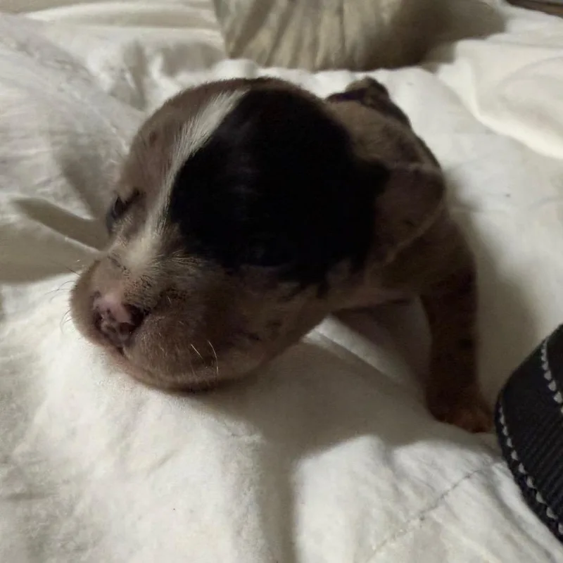 Truffles thumbnail 5