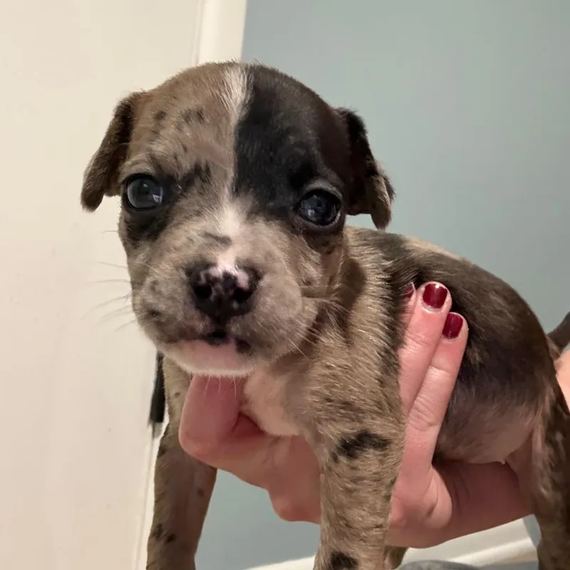 Truffles thumbnail 6