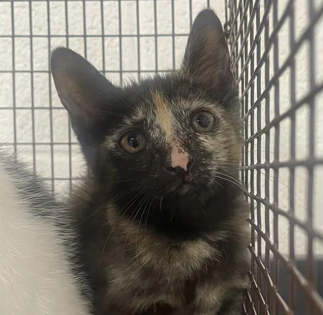 A baby small-sized female Domestic Short Hair cat named Macaroni for adoption in Fort Lauderdale, FL