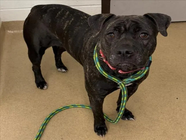 A young small-sized female Staffordshire Bull Terrier dog named Tricks for adoption in Derwood, MD