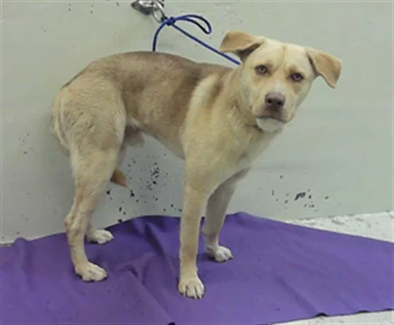 A young large-sized male Labrador Retriever dog named Ashton for adoption in Houston, TX