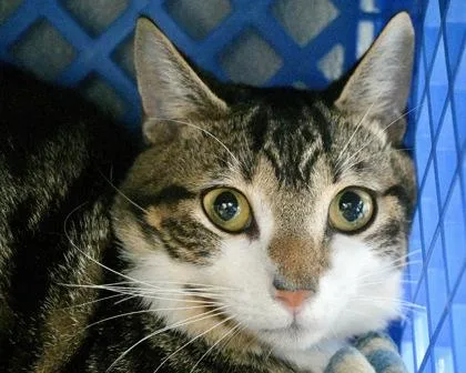 A young small-sized male Domestic Short Hair cat named Messi for adoption in West Seneca, NY