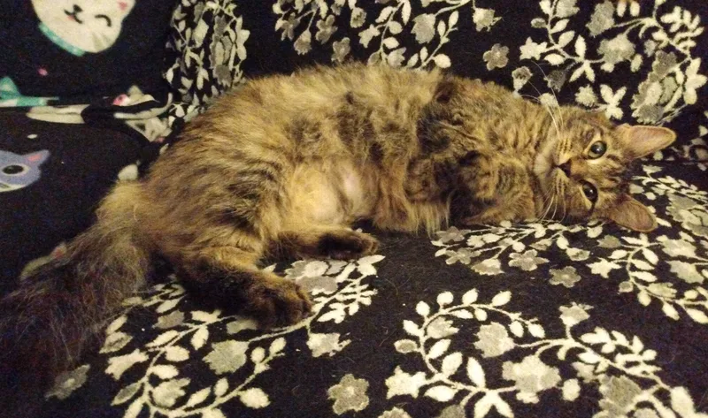 Wendy And Tigerlily thumbnail 3