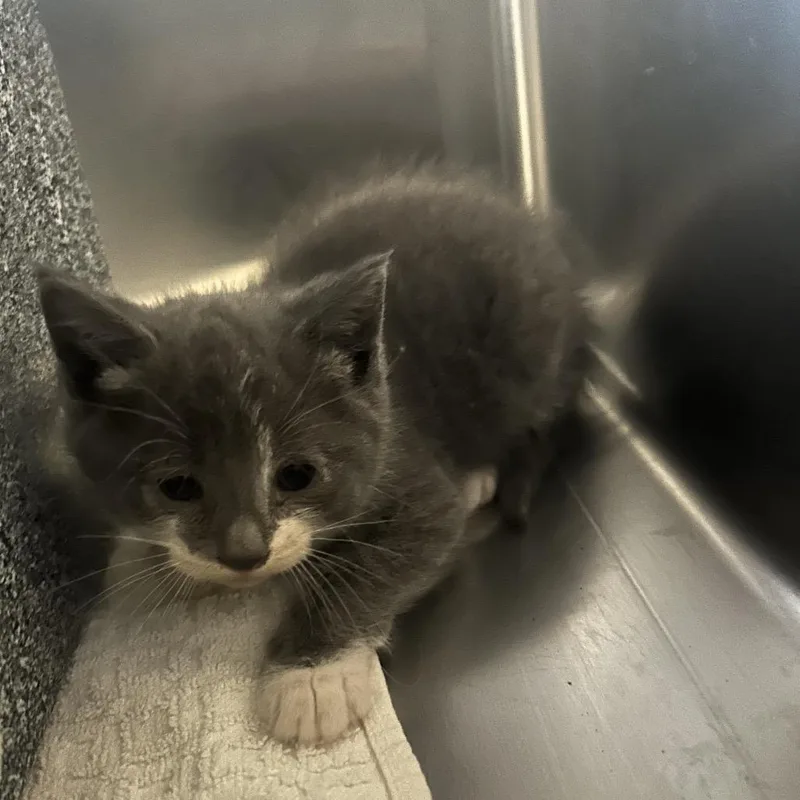 A baby small-sized female Gray / Blue / Silver Domestic Short Hair cat named Helvetica for adoption in Charlottesville, VA