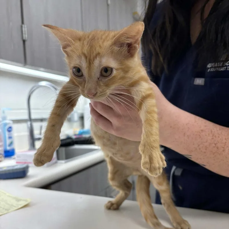A baby small-sized male Orange / Red Domestic Short Hair cat named Agamemnon for adoption in Beaumont, TX