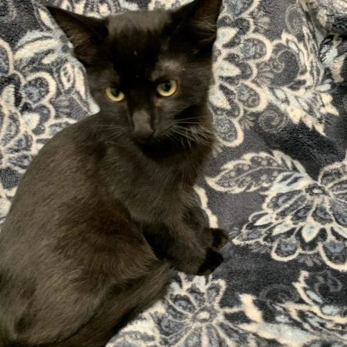 A baby small-sized male Domestic Short Hair cat named Inky for adoption in Visalia, CA