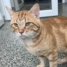 An adult large-sized male Orange / Red Domestic Short Hair cat named Cheddar for adoption in St. Louis, MO
