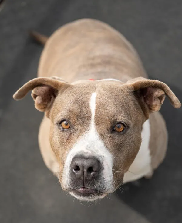 An adult large-sized female Pit Bull Terrier dog named Rosie for adoption in Stratham, NH