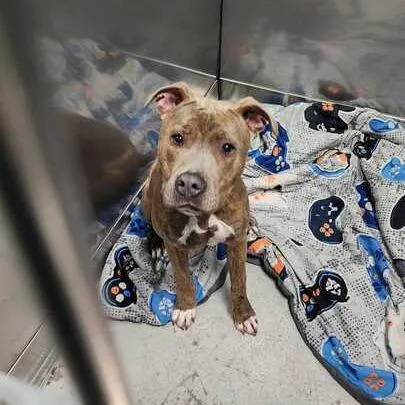 A young medium-sized male Brindle Mixed Breed dog named Huxley for adoption in Davenport, IA