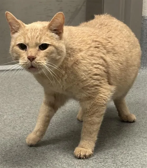 An adult small-sized male Domestic Short Hair cat named Sam for adoption in Indianapolis, IN