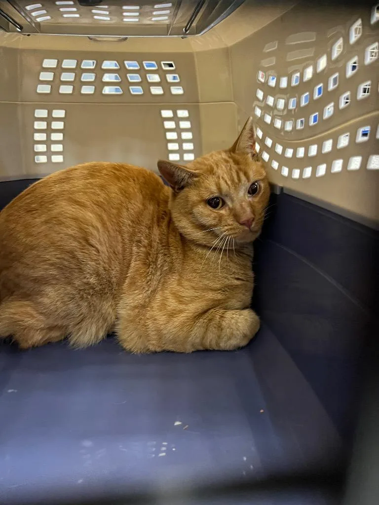 An adult medium-sized male Domestic Short Hair cat named Munster for adoption in Pomona, NY