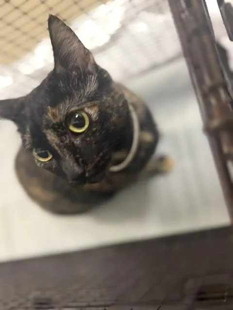 A young small-sized female Domestic Short Hair cat named Miss Lady for adoption in Miami, FL