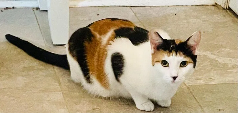 A young medium-sized female Calico cat named Confetti for adoption in Garner, NC