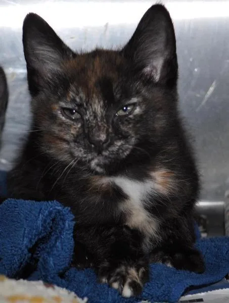 A senior medium-sized female Domestic Short Hair cat named Meagan for adoption in Madison, AL
