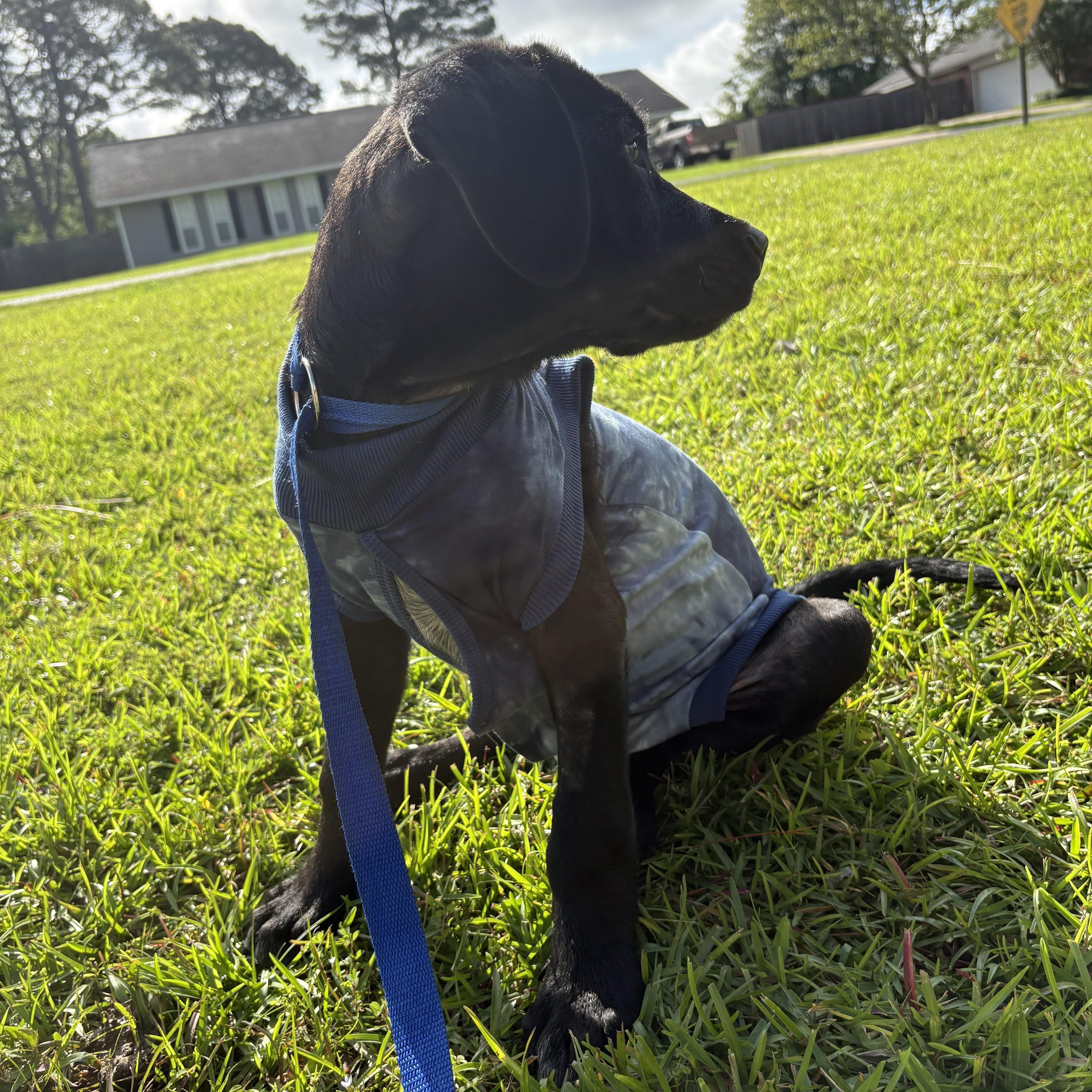 A baby medium-sized male Black Labrador Retriever dog named Jimmy Dean for adoption in Alexandria, LA