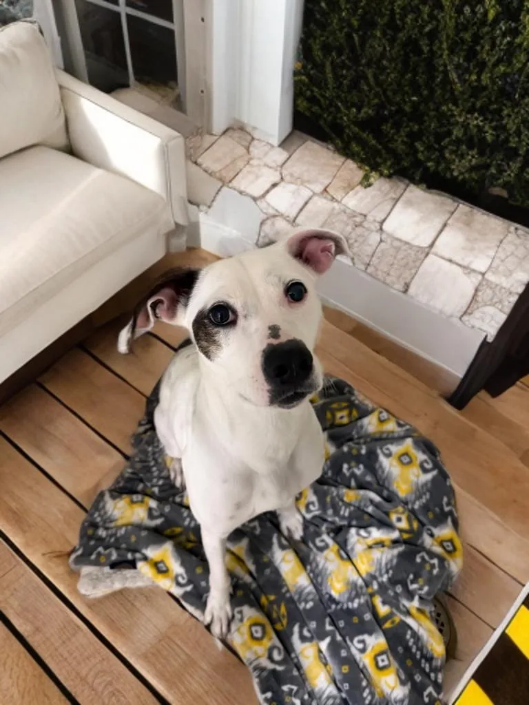 A young medium-sized female Mixed Breed dog named Hurley for adoption in Sumter, SC