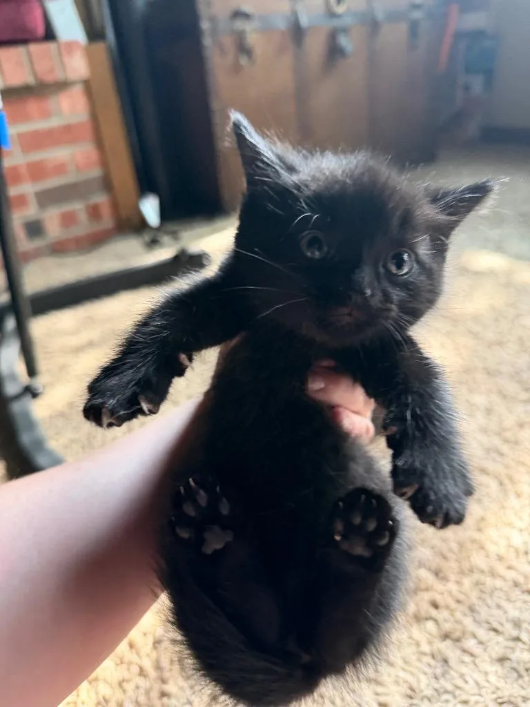 A baby medium-sized female Domestic Short Hair cat named Eldora for adoption in Hartford City, IN