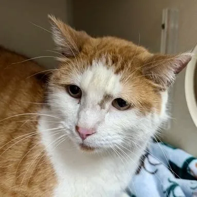 An adult large-sized male Domestic Short Hair cat named Litten for adoption in Burlington, WA