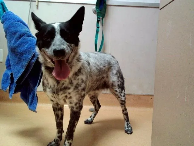 An adult large-sized female Australian Cattle Dog / Blue Heeler dog named Minnie Mouse for adoption in Martinez, CA