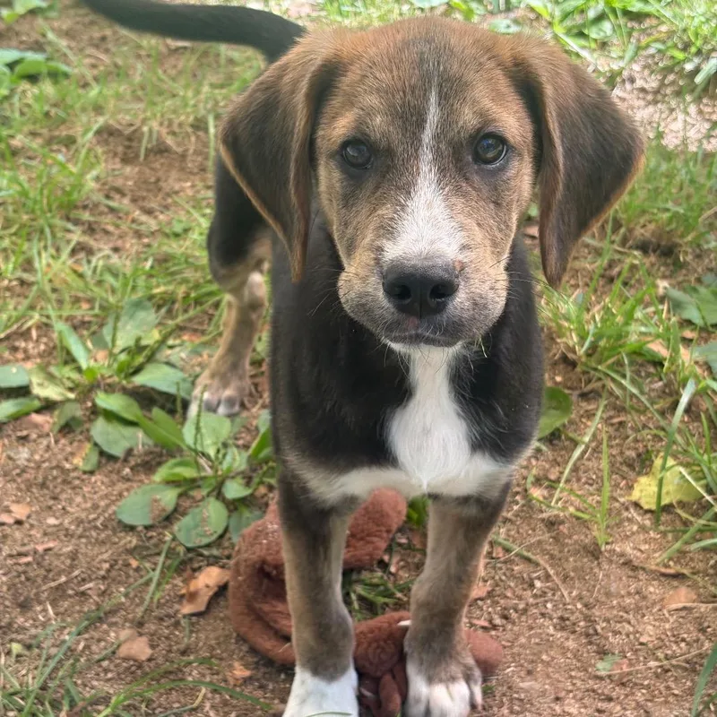 A baby medium-sized male Brown / Chocolate Bluetick Coonhound dog named Salsa for adoption in Fairmont, WV