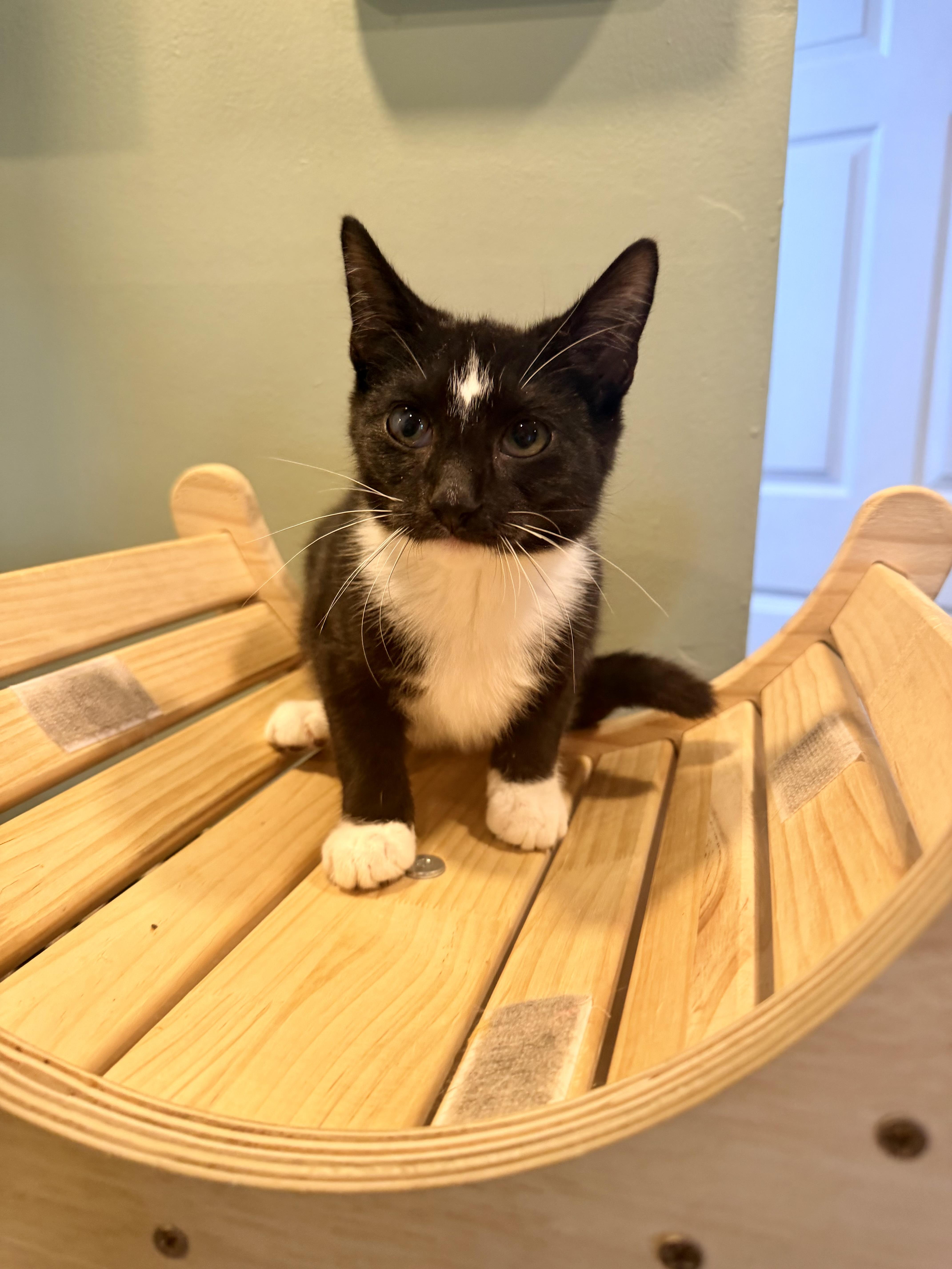 A baby small-sized male Black & White / Tuxedo Domestic Short Hair cat named Peacock for adoption in Bellmawr, NJ