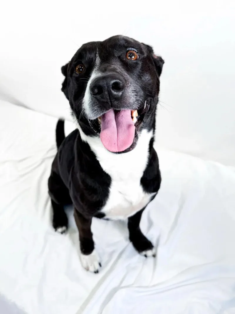 A young medium-sized male Black Terrier dog named Ace for adoption in Bixby, OK