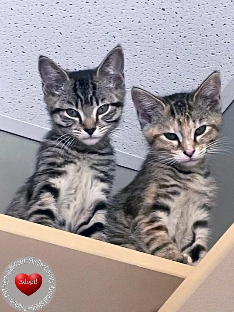 A baby small-sized female Domestic Short Hair cat named Firecracker for adoption in Sidney, OH