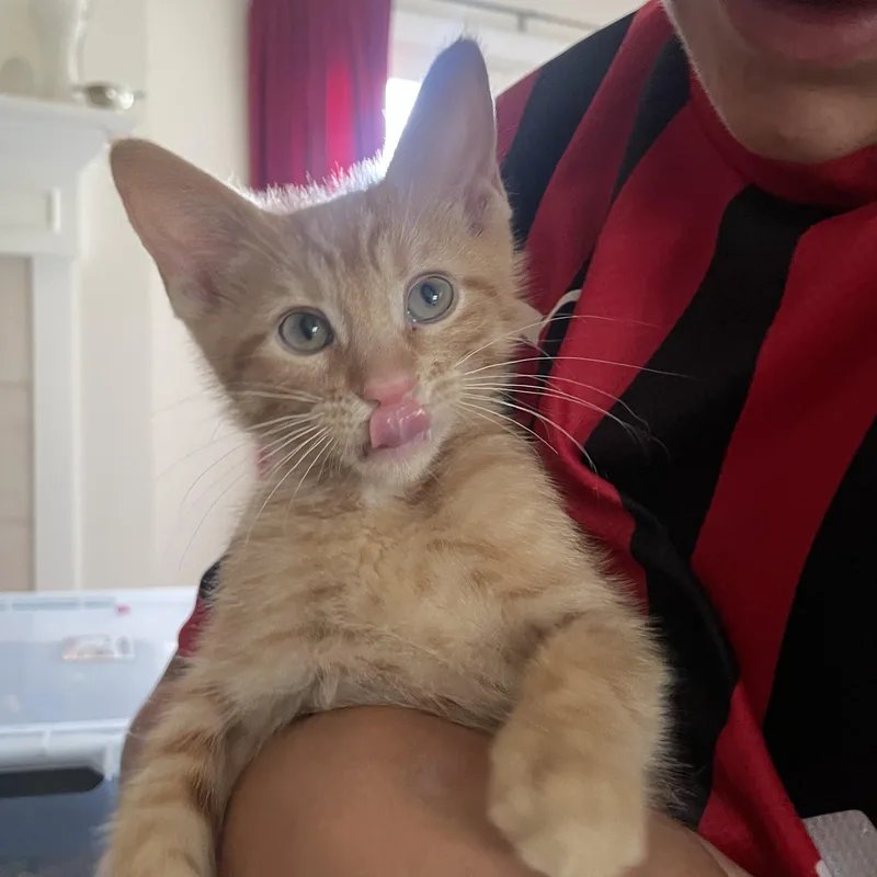 A baby medium-sized male Orange / Red Domestic Short Hair cat named Renny for adoption in Austin, TX