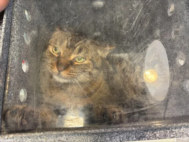 A senior large-sized male Domestic Short Hair cat named Tiger for adoption in Grand Prairie, TX