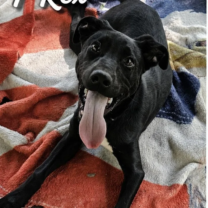 A baby small-sized male Black Mixed Breed dog named Trex for adoption in Rock Falls, IL