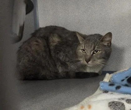 An adult large-sized female Gray & White Domestic Short Hair cat named Indigo for adoption in Canon City, CO