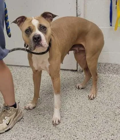 An adult large-sized female Yellow / Tan / Blond / Fawn Pit Bull Terrier dog named Praline for adoption in Kansas City, MO