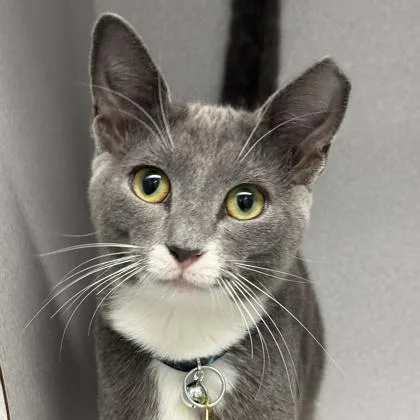 An adult medium-sized male Gray & White Domestic Short Hair cat named Carhart for adoption in Lansing, MI