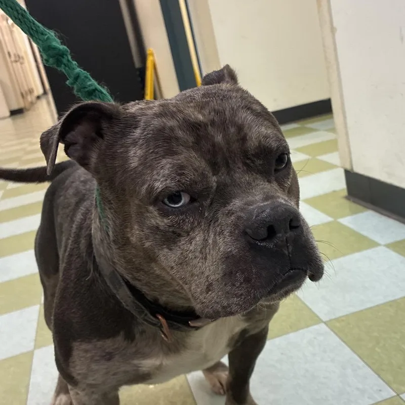 An adult medium-sized male Brindle Mixed Breed dog named Gomez for adoption in Philadelphia, PA