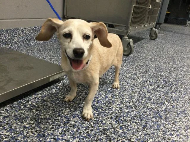 A senior small-sized female Chihuahua dog named Bailey for adoption in Thousand Palms, CA