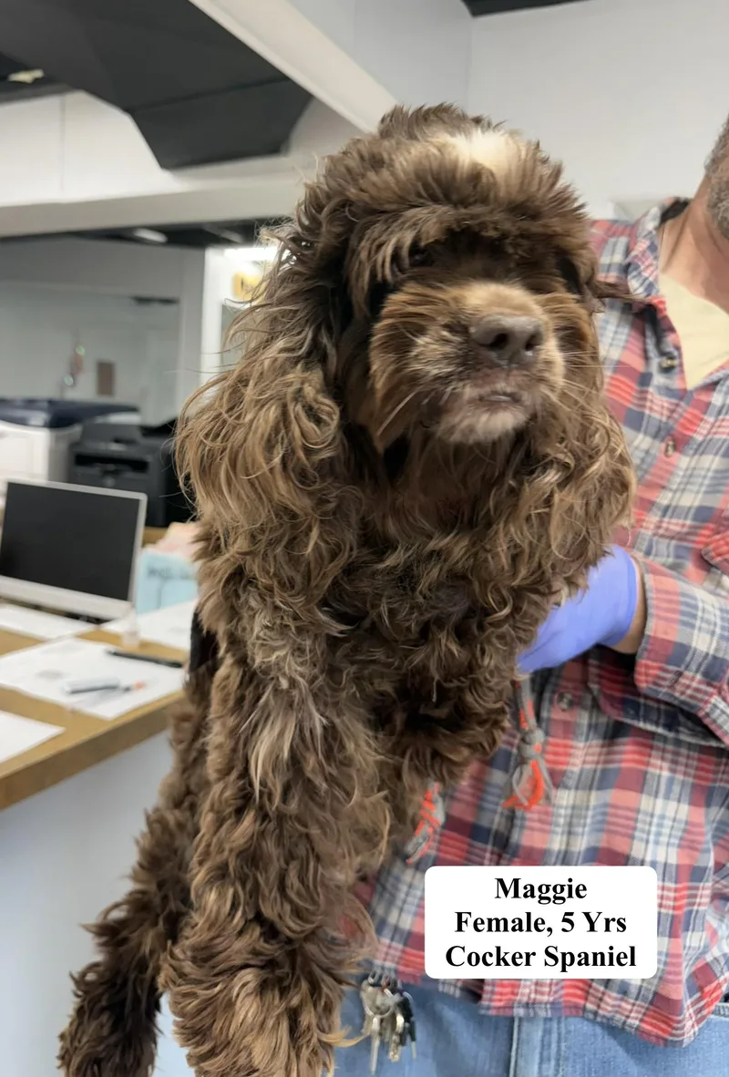 An adult small-sized female Brown / Chocolate Cocker Spaniel dog named Maggie for adoption in Blue Springs, MO