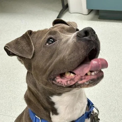 An adult small-sized female Gray / Blue / Silver Pit Bull Terrier dog named Brooklyn Marie for adoption in Springfield, MA