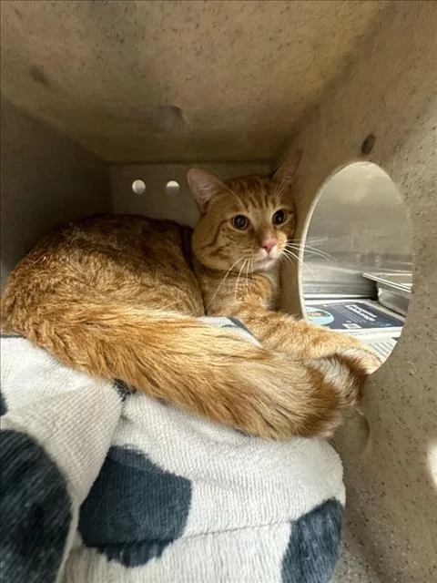 An adult medium-sized male Domestic Short Hair cat named Keke for adoption in Los Angeles, CA