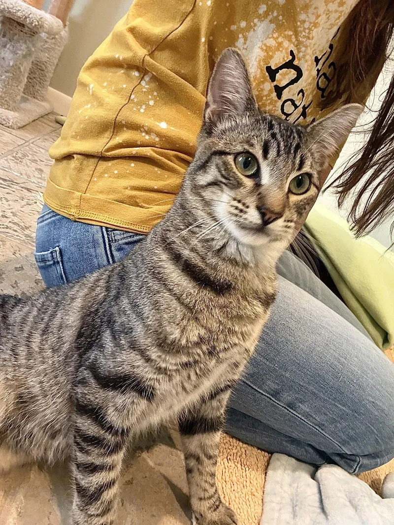 A young small-sized male Domestic Short Hair cat named Trooper for adoption in Texarkana, TX