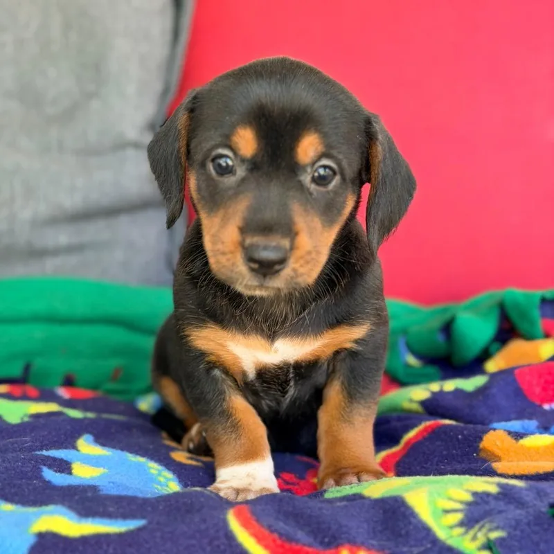 A baby small-sized female Black Mixed Breed dog named Adeline for adoption in Branson, MO