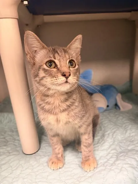 A baby medium-sized female Domestic Short Hair cat named Meredith for adoption in Dallas, TX