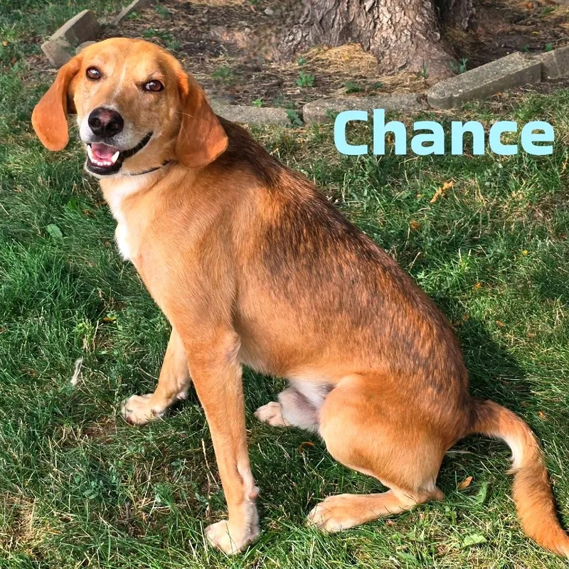 A senior medium-sized male Yellow / Tan / Blond / Fawn Mixed Breed dog named Chance for adoption in Joliet, IL