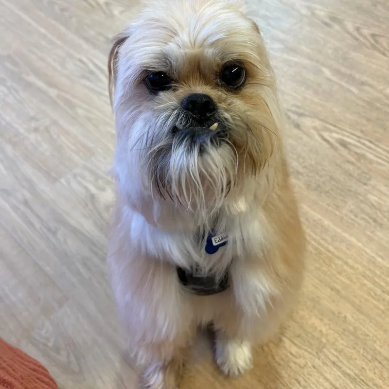 A senior small-sized male Yellow / Tan / Blond / Fawn Affenpinscher dog named Eddie for adoption in San Francisco, CA